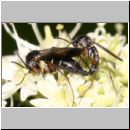 Mycetophiloidea sp - Pilzmuecken 01a 7mm Paarung.jpg